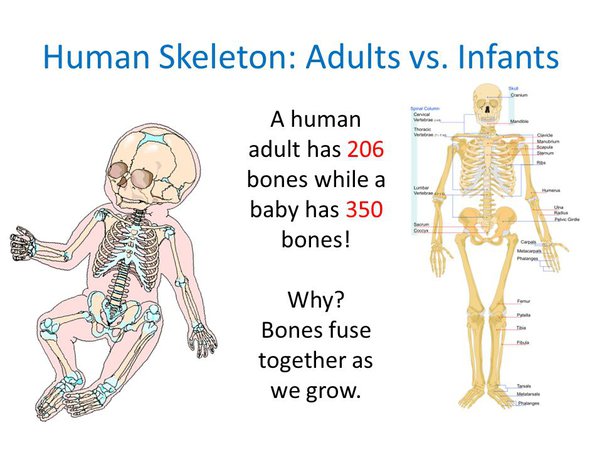 Humans and Infants Skeletan