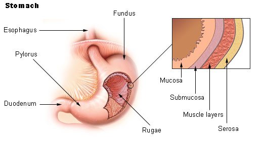 diagramme de l'estomac avec explication