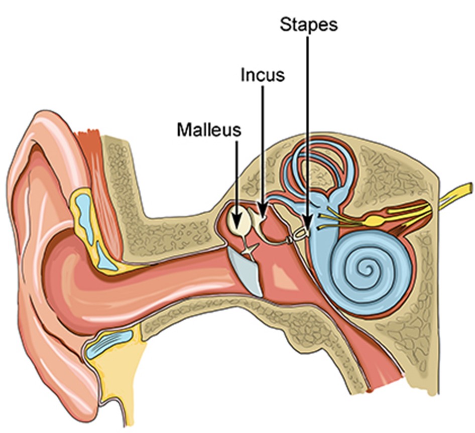 Parties de l'oreille moyenne Explication  