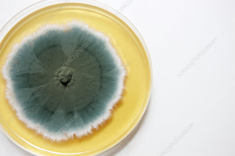 Hongo Penicillium cultivado en una placa de Petri. El antibiótico penicilina procede del moho Penicillium. Los fármacos penicilínicos pueden matar las bacterias e inhibir su crecimiento, y se utilizan para tratar diversas infecciones bacterianas.