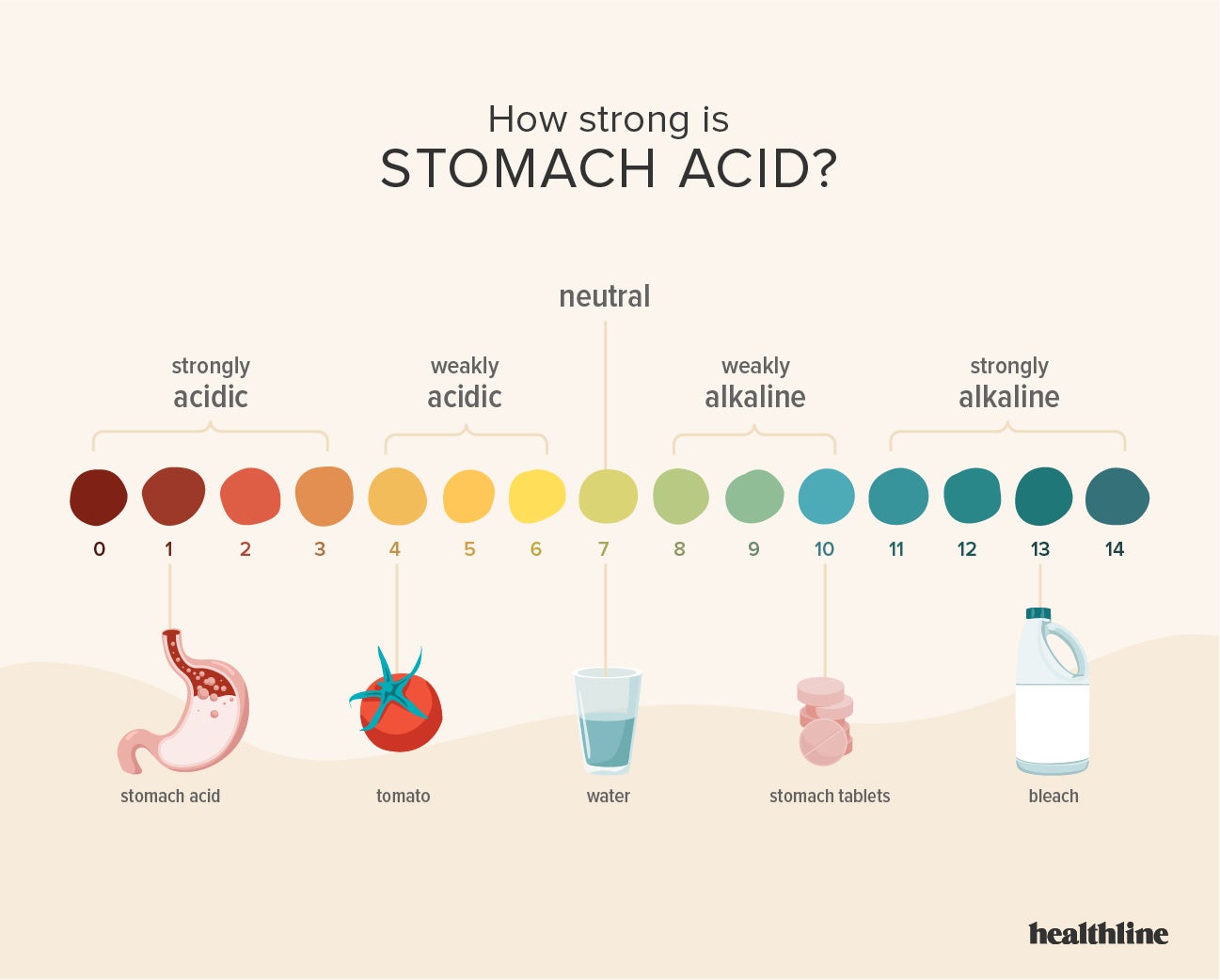 estómago con una explicación de los niveles de pH ácido( Human Body facts)