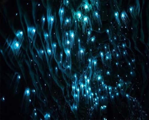 The Glowworm Caves, Waitomo, New Zealand