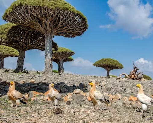 Île de Socotra