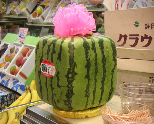 Square watermelon from Japan
