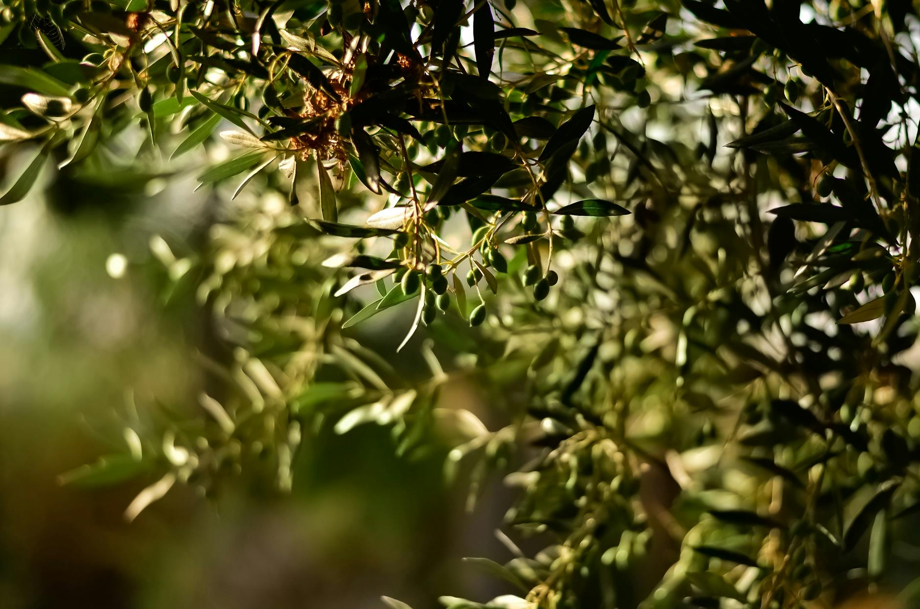 photo focale sélective d’arbre fruitier à feuilles vertes