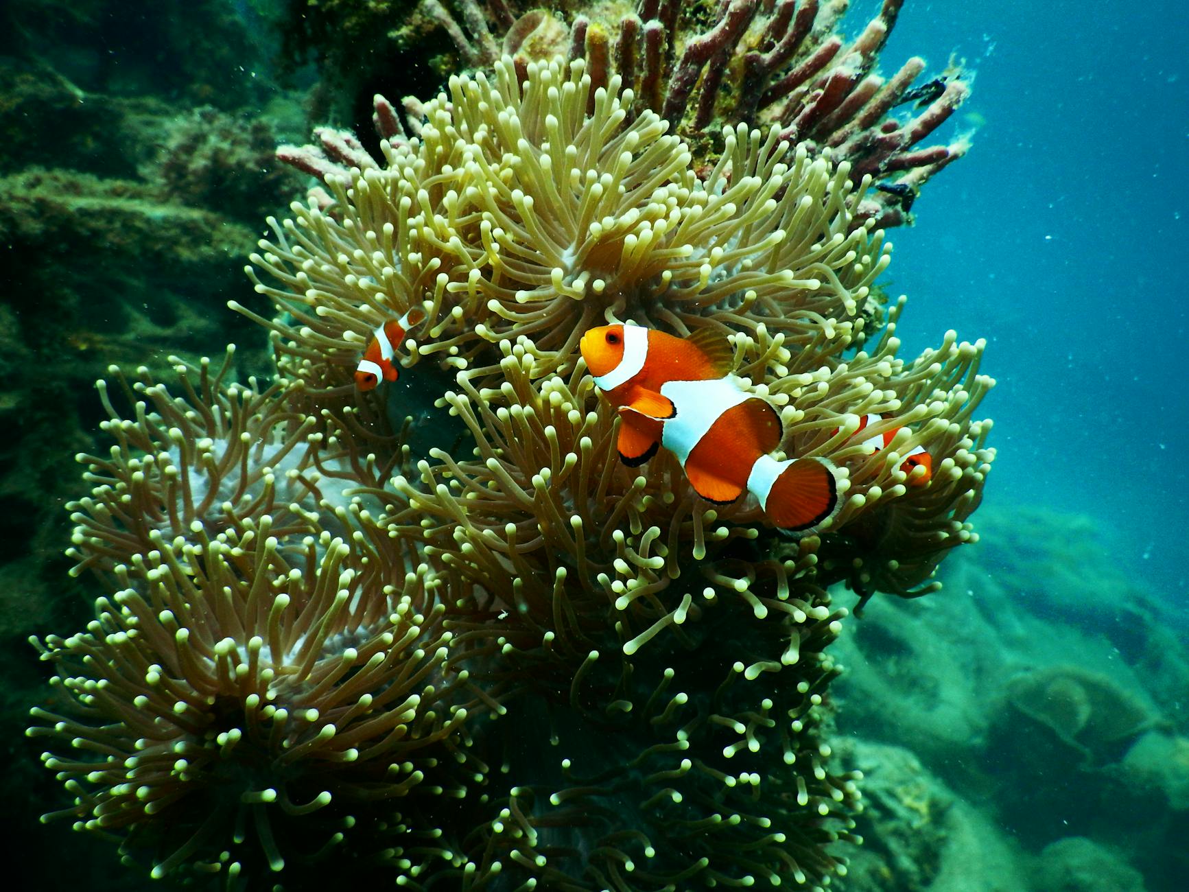 poisson-clown près d’un récif corallien