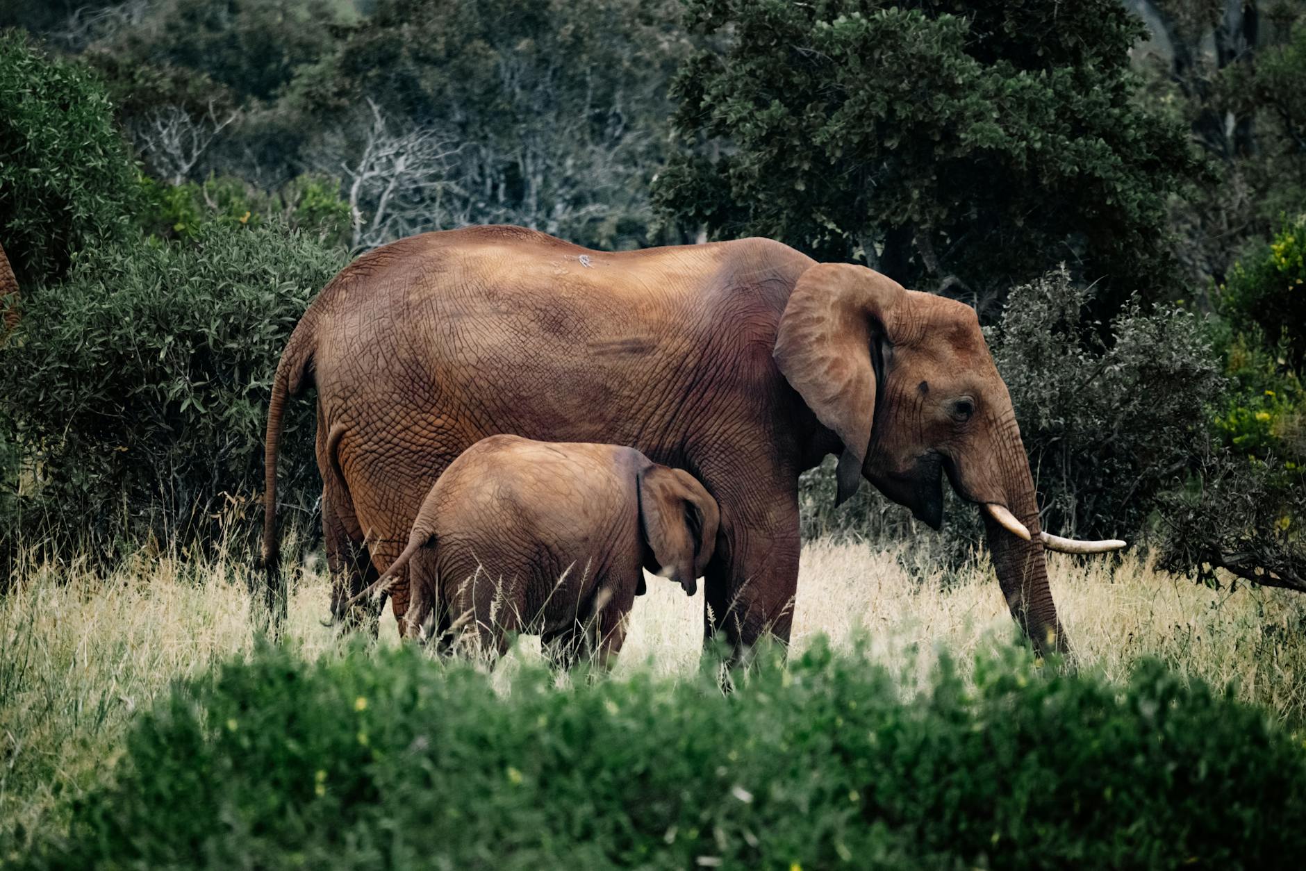 elefantes marrones en el campo de hierba