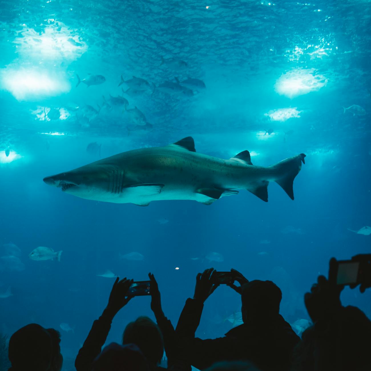 Grupo de personas tomando fotos de tiburón