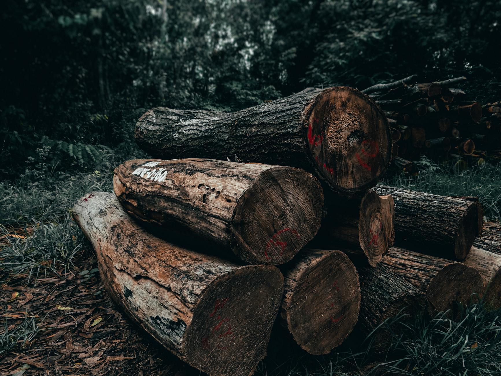 Foto de troncos de madera marrón