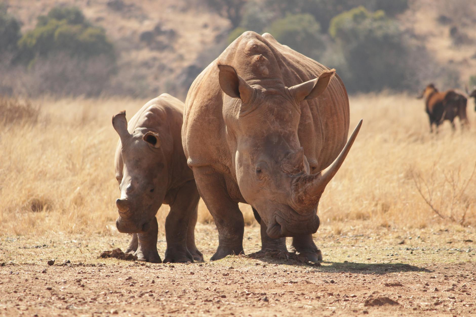 Dos rinocerontes caminando sobre un campo marrón