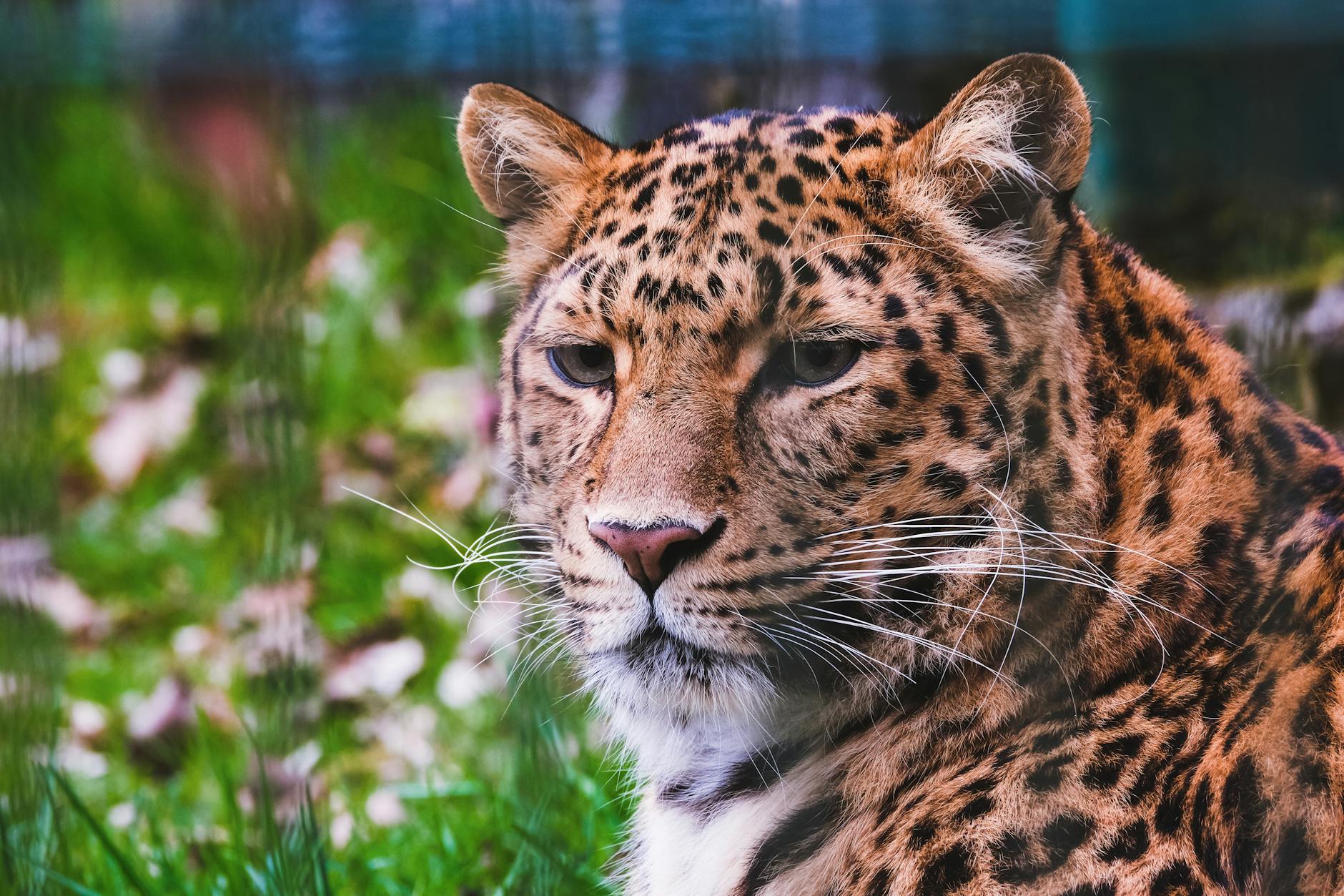 Gros plan d’un léopard de l’Amour