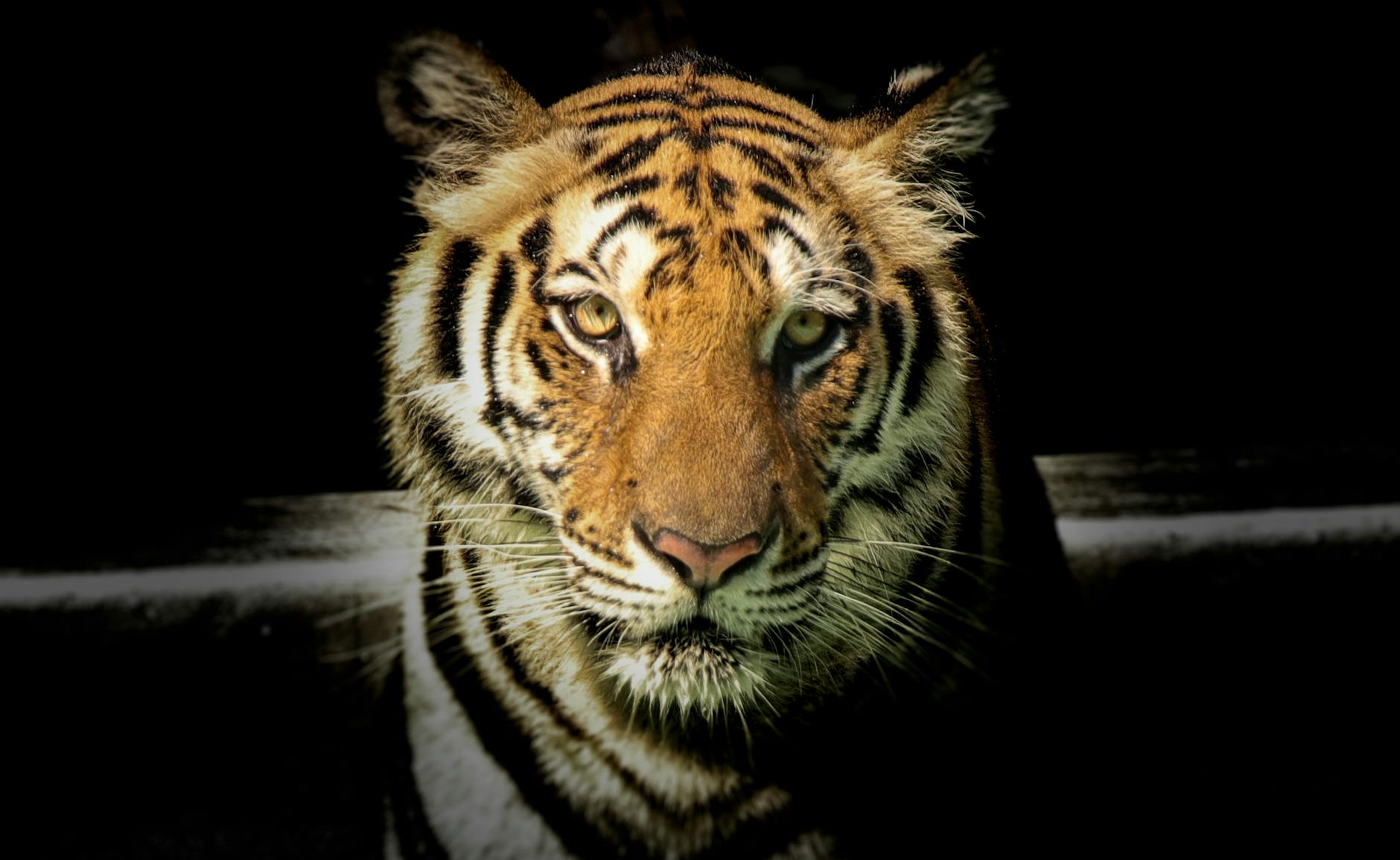 Photographie animalière de tigre