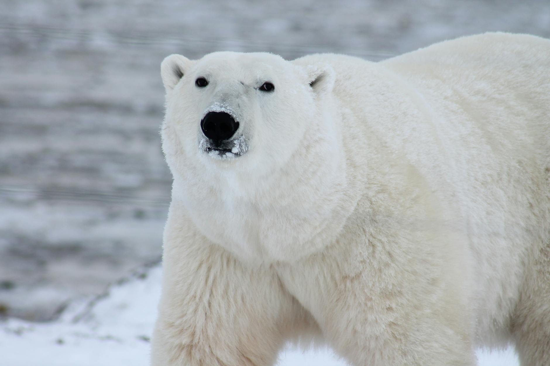 Cerrar fotografía de oso polar blanco