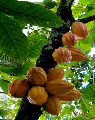 scientific name for the cacao tree 