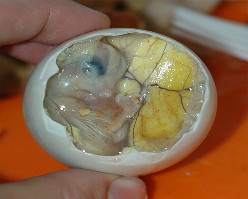Balut avec embryon et jaune d’œuf
