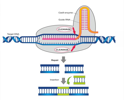 Herramienta de edición genética CRISPRCas9