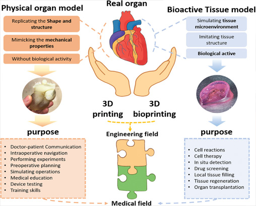Différents modèles d’impression 3D de tissus et d’organes.
