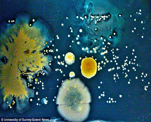 Des milliers de colonies bactériennes ont été découvertes sur des billets et des pièces choisis au hasard dans les poches des scientifiques. C’est la bactérie trouvée sur un billet de cinq livres
