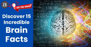 Top 15 Incredible Brain Facts That Will Make Your Head Spin