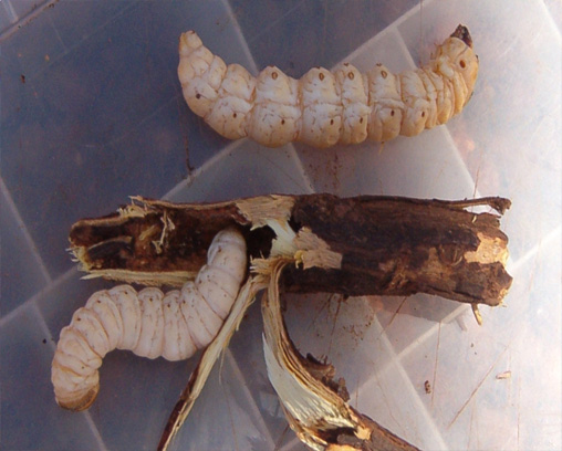 Larvas de brujería (Endoxyla leucomochla) de la subfamilia Zeuzerinae
