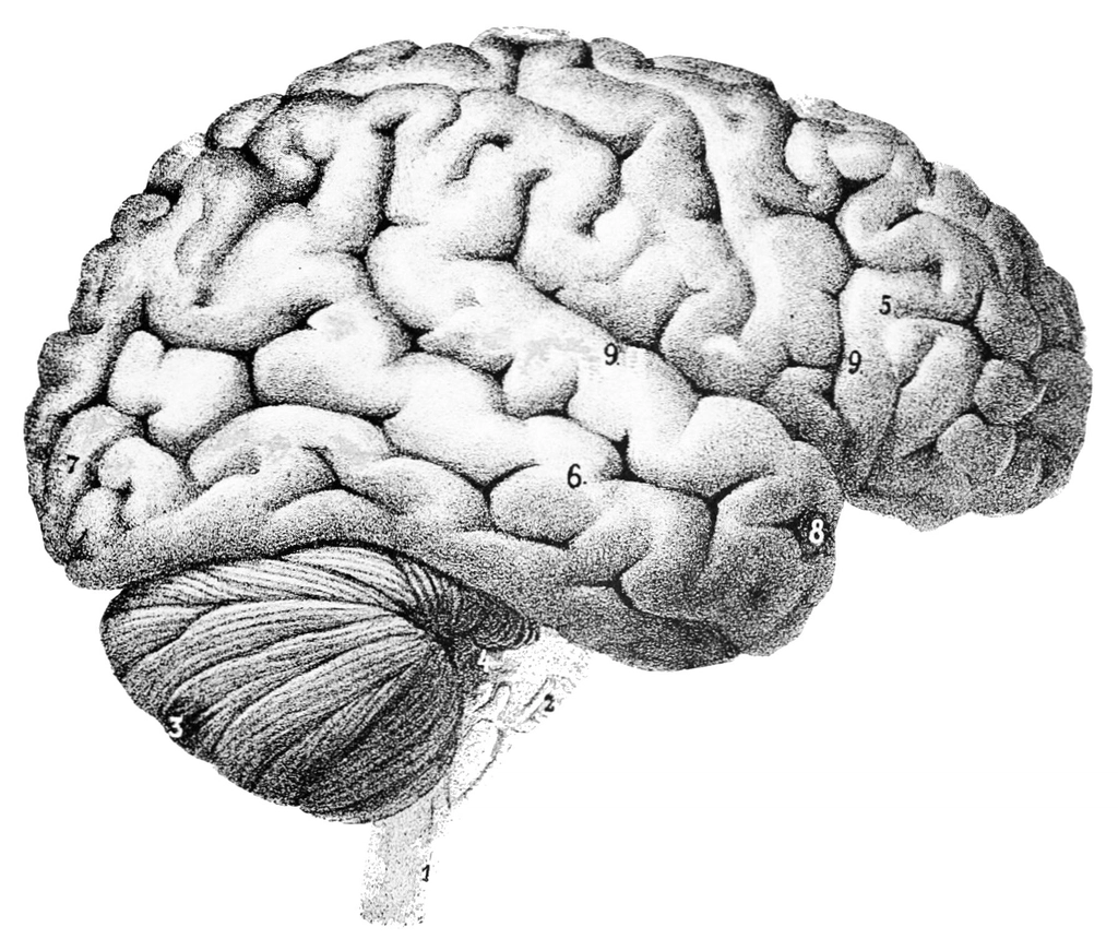 Surface externe du cerveau humain de Sanger