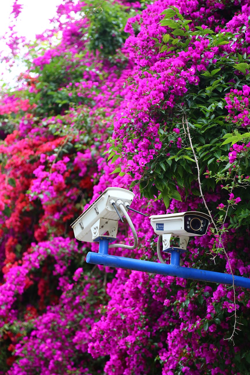 Caméras de sécurité dans un jardin