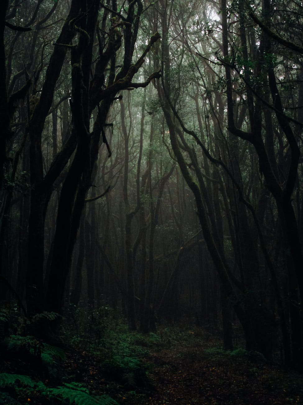 árboles en un bosque oscuro