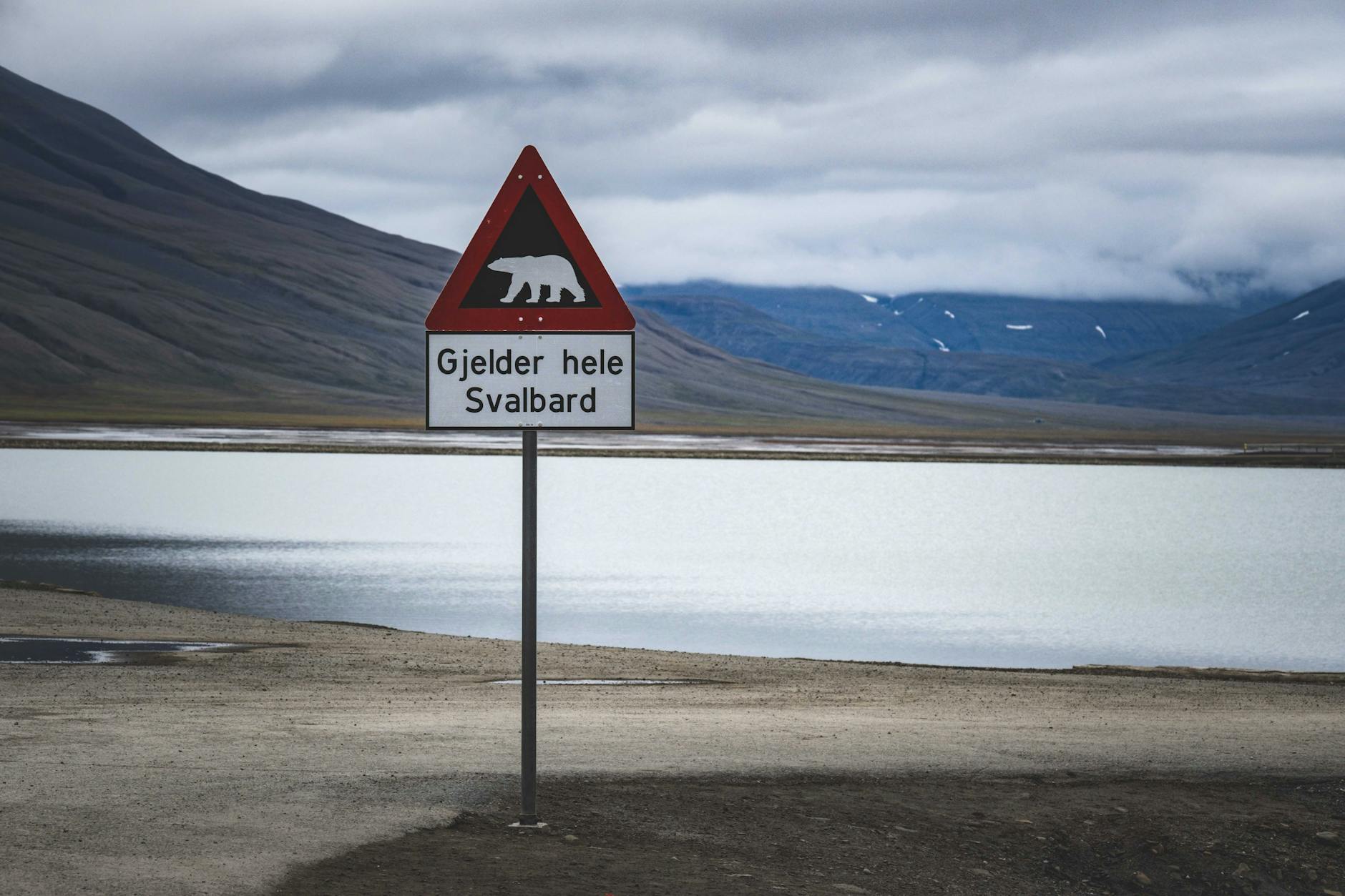 Oso polar en señal de advertencia en la isla de Svalbard en Noruega
