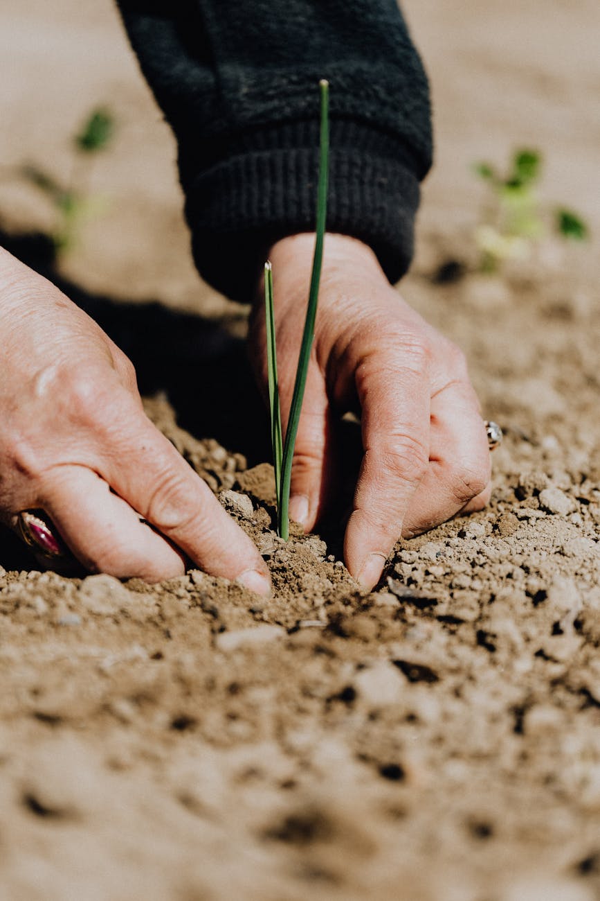 cosecha mujer sin rostro plantando plántulas en el suelo