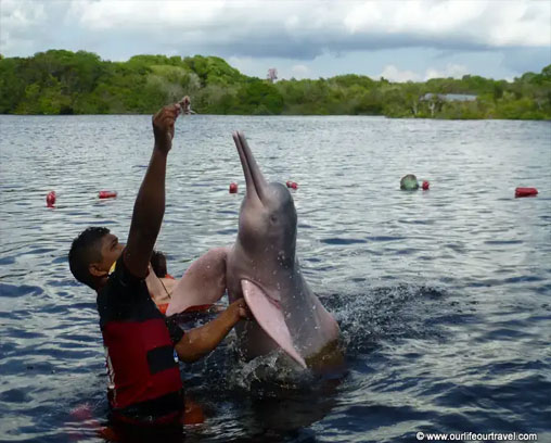 delfín rosado de río nadando en el río Amazonas