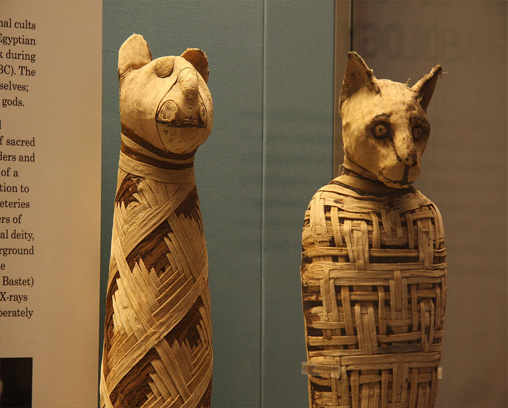 Egyptian mummies of animals in the British Museum.