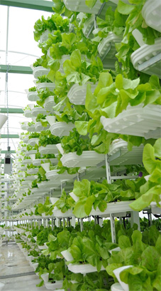 Lettuce grown in indoor vertical farming system
