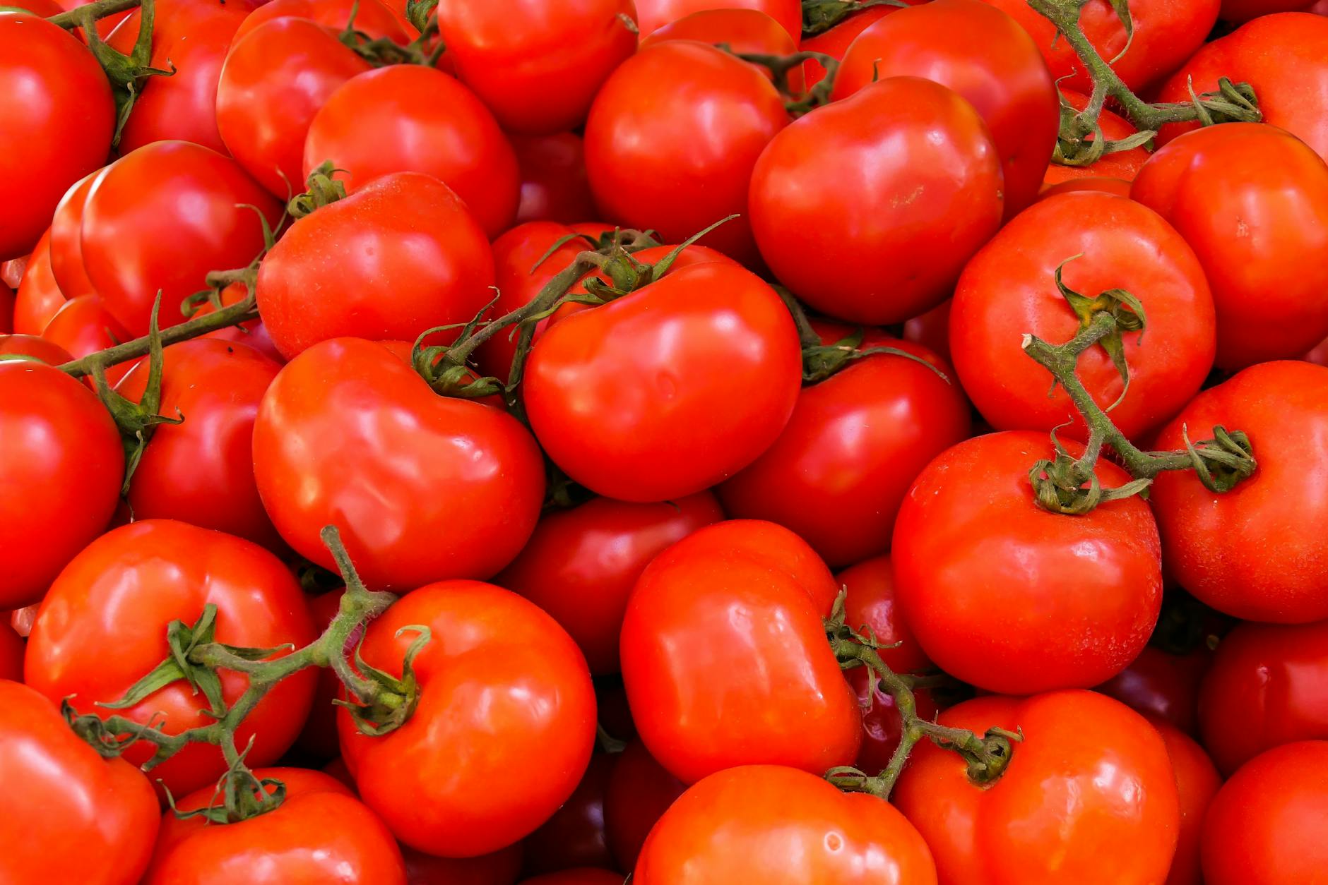 pila de tomates rojos
