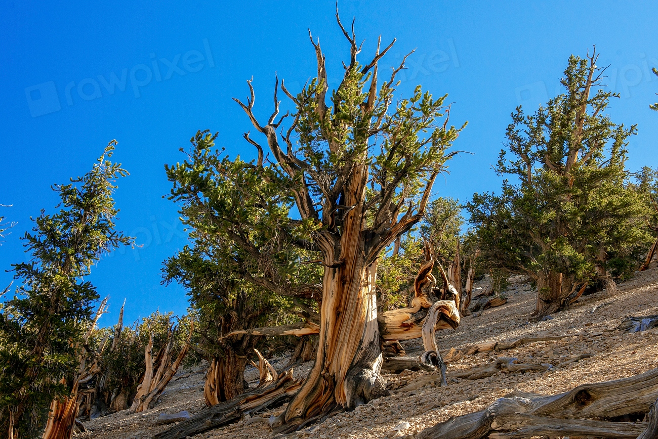 Los árboles más antiguos del mundo, Bristlecone