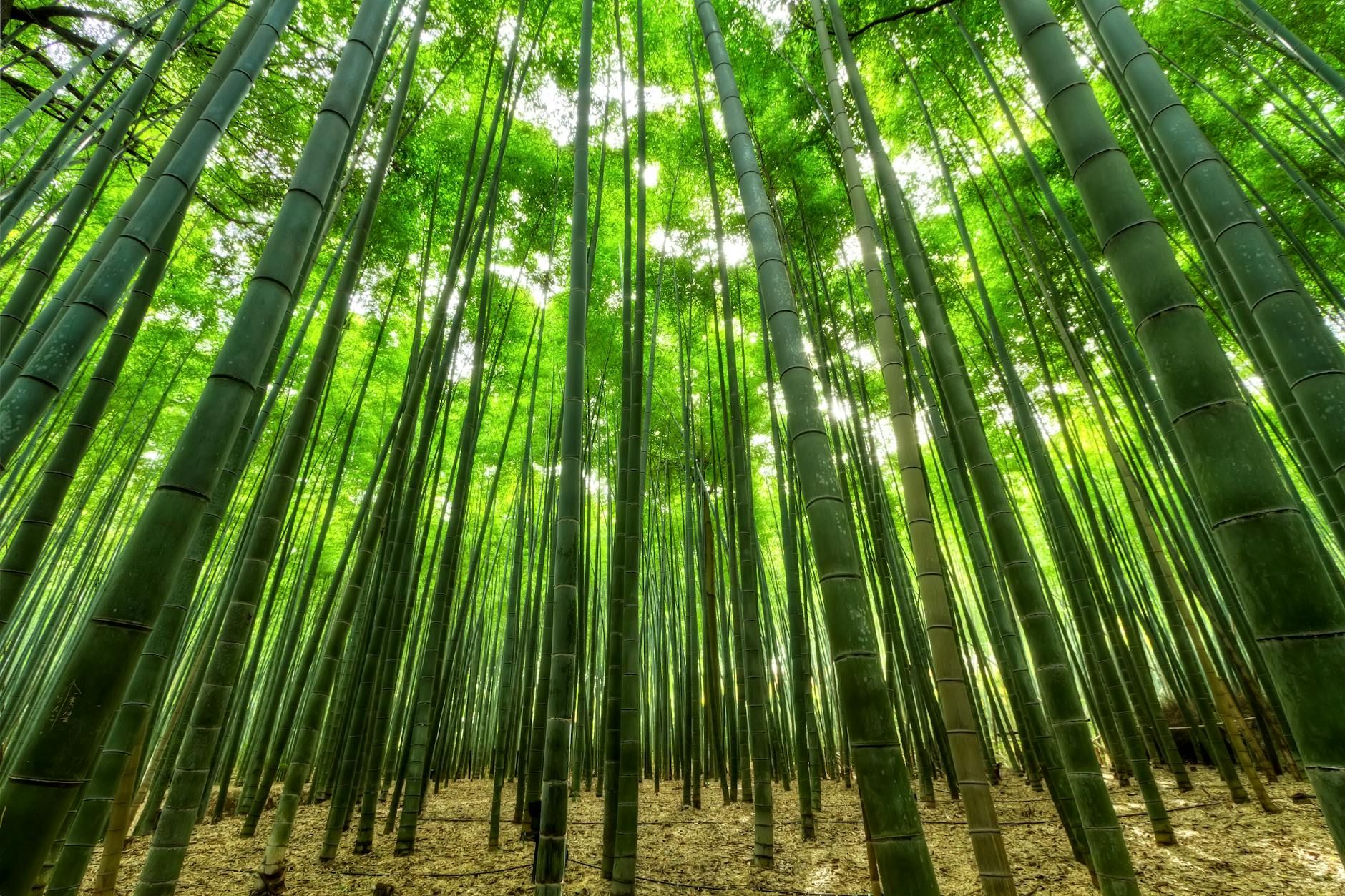 Bosque de árboles de bambú en un día soleado