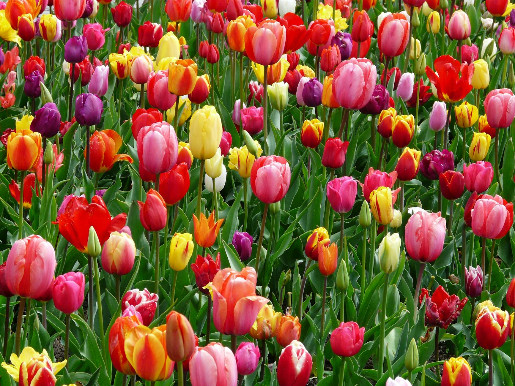 champs de tulipes rouges, violettes et jaunes