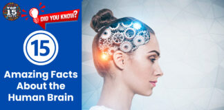 15 Amazing Facts About the Human Brain That Will Surprise You