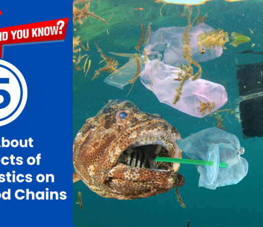 15 Essential Facts About Microplastics in Marine Ecosystems