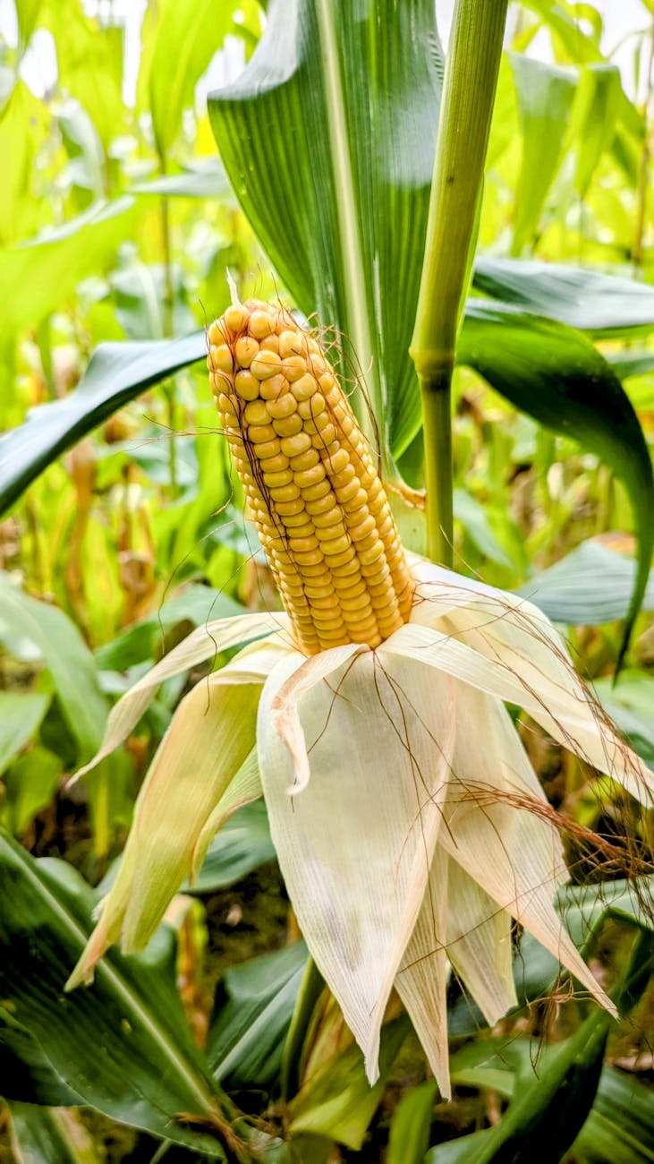 yellow corn cob in lush green cornfield