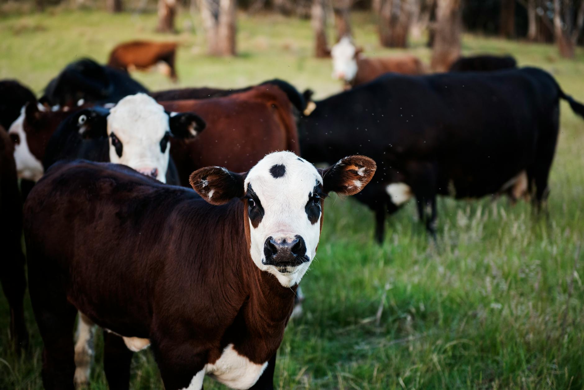 photography of cow